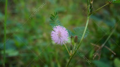 fresh pink shy princess flower