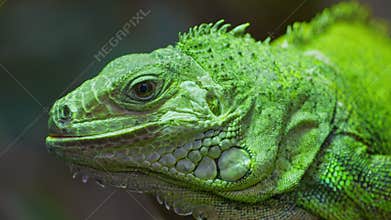 Green iguana, large arboreal herbivorous lizard species. Iguana on the tree branch. Closeup