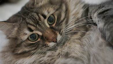 A cat with green eyes is laying on a bed