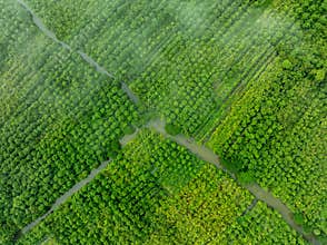 Floating Guava Garden