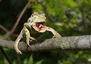 Chameleon Feeding on Bug