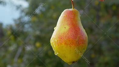 A close-up of a succulent, red pear, glistening with water, against the backdrop of a fruit orchard.
