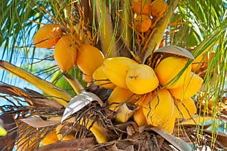 Coconut Palm