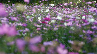 4K Close Up Cosmos Flower Field with Soft Focus and Slow Camera Pan