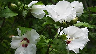 Beautiful Hibiscus Syriacus flower, also known as Rose