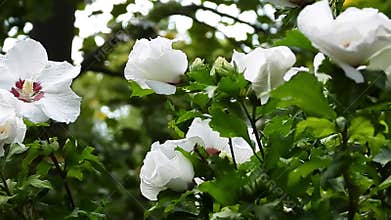 Beautiful Hibiscus Syriacus flower, also known as Rose
