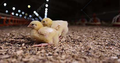chicken chicks about three days old in yellow fluff in the