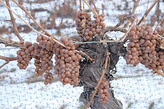 Vineyard and Icewine Grapes