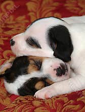 Two Sleeping Puppies