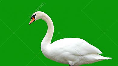 Majestic Swan Profile: Graceful Bird Against Vibrant Green Backdrop