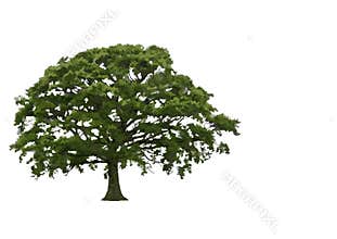Abstract Summer Oak Tree