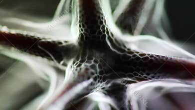 Dynamic Abstract Cellular Structure: Ethereal Light Pulsating Through Organic Network