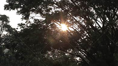 Sunlight rays emerging though the green tree branches in the morning.