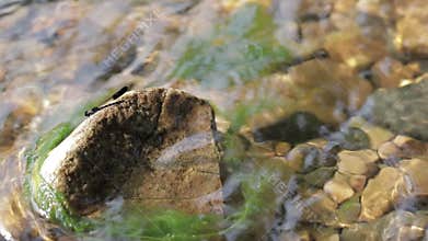 Dragonfly sits on a rock in the river.