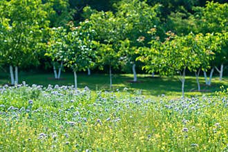 Blooming wildflowers in a lush green field surrounded by trees during a sunny afternoon