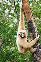 Gibbon (Hylobates lar)