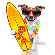 Surfer dog