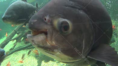 Pacu Fish 2