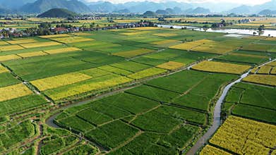 Aerial view of a rice field in a pastoral setting, Generative AI
