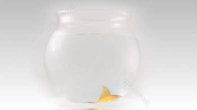 Gold Fish 7