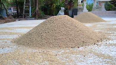 rice 4K close up video featuring farm rice