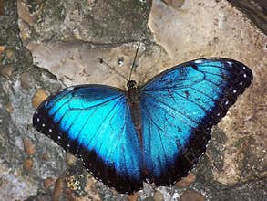 Blue Butterfly