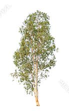 Eucalyptus tree isolated on white background