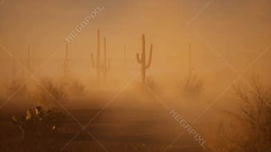 Desert with cacti in dusty wind during sunset.