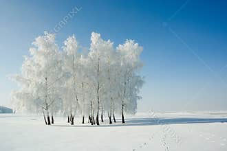 Winter landscape and trees