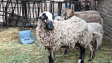 Barn with sheep in an old farmhouse in the Andes of Peru, South America. 4K Video footage.