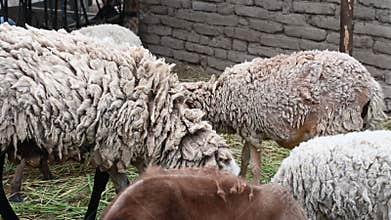 Barn with sheep in an old farmhouse in the Andes of Peru, South America. 4K Video footage.