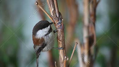 Chickadee close-up