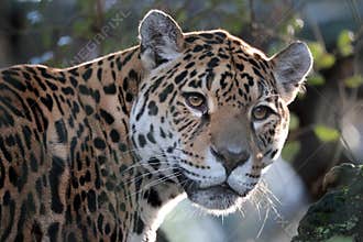 portrait of Jaguar (Panthera Onca)