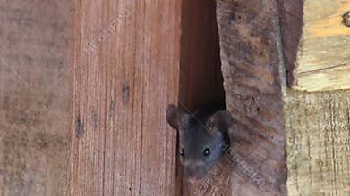 Closeup footage of a pair of gray mice coming out of a crack in the wood on a sunny day