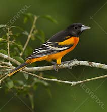 Baltimore Oriole