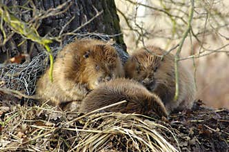 Beavers in nature