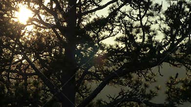 Timelapse of the Sun Setting Behind Tree Branches
