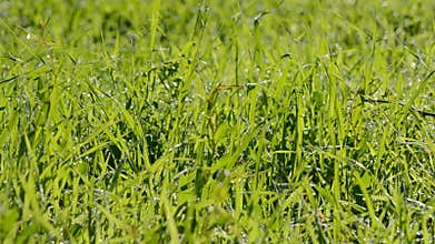 Wind blowing on grass