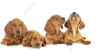 Four dachshund puppy