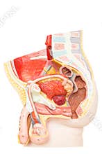 Human male reproductive organs