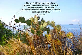 Bible verse quote from Matthew 13:22 with the cactus plants grow on the edge of the sea.