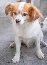 A cute little dog