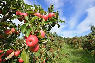 Apple Orchard