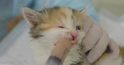 A veterinarian in a blue coat and gloves feeds a hungry calico kitten with a syringe, providing the orphan kitten with