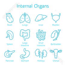Set of contour icons with human organs