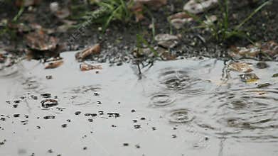 Rain puddle with bubbles