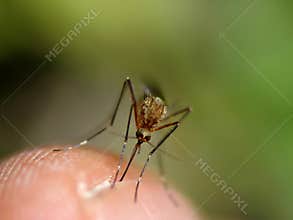 Mosquito
