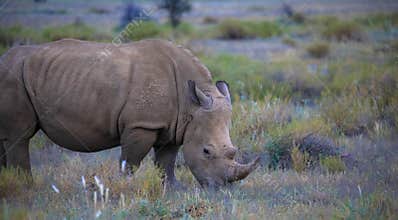 Portrait of a white Rhino. Animal in the wild. Namibia, Africa
