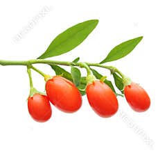Goji berry isolated