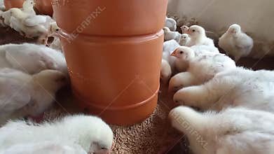 A lot of newborn broiler chickens are happily enjoying their feed in the poultry farm.